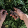 Barebones Herb Harvest + Strip Tool - Image 6