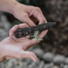 Barebones Herb Harvest + Strip Tool - Image 4