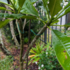 Garden Works