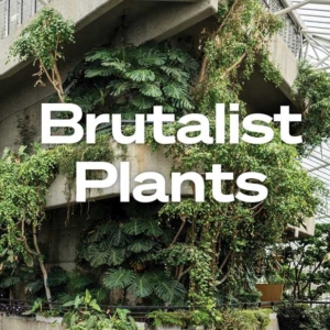 Brutalist Plants by Olivia Broome